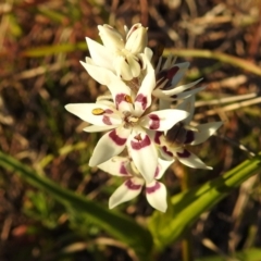 Wurmbea dioica subsp. dioica (Early Nancy) at Tuggeranong DC, ACT - 28 Aug 2020 by HelenCross