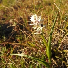 Wurmbea dioica subsp. dioica at Tuggeranong DC, ACT - 28 Aug 2020