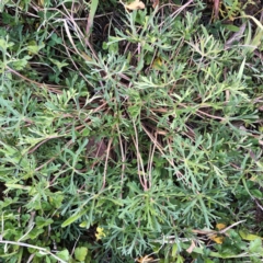 Geranium retrorsum (Grassland Cranesbill) at Garran, ACT - 27 Aug 2020 by ruthkerruish