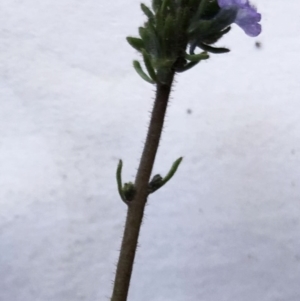 Linaria arvensis at Garran, ACT - 27 Aug 2020