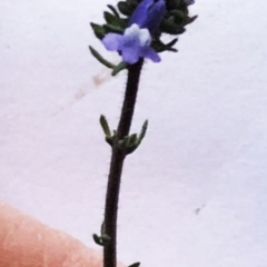 Linaria arvensis at Garran, ACT - 27 Aug 2020 04:21 PM