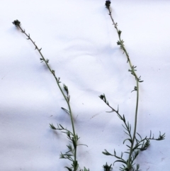 Linaria arvensis at Garran, ACT - 27 Aug 2020