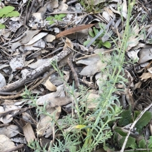 Linaria arvensis at Garran, ACT - 27 Aug 2020 04:21 PM