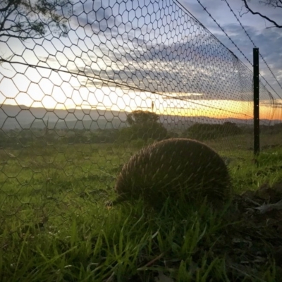 Tachyglossus aculeatus (Short-beaked Echidna) at Holt, ACT - 14 Apr 2020 by annamacdonald