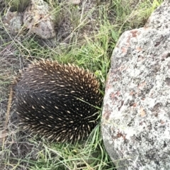Tachyglossus aculeatus (Short-beaked Echidna) at Holt, ACT - 26 Mar 2020 by annamacdonald