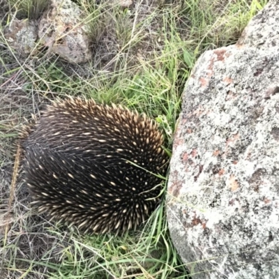 Tachyglossus aculeatus (Short-beaked Echidna) at Holt, ACT - 26 Mar 2020 by annamacdonald