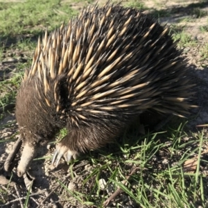 Tachyglossus aculeatus at Forde, ACT - 27 Feb 2020