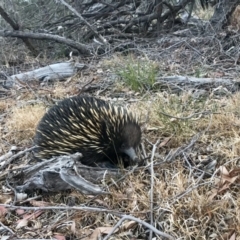 Tachyglossus aculeatus (Short-beaked Echidna) at The Pinnacle - 24 Dec 2019 by annamacdonald