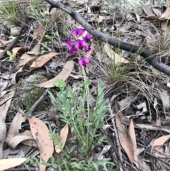 Swainsona sericea (Silky Swainson-Pea) at Holt, ACT - 9 Apr 2020 by annamacdonald