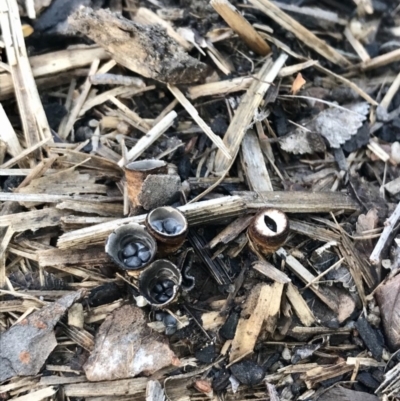 Cyathus sp. (A Bird's Nest Fungus) at Page, ACT - 5 Apr 2020 by annamacdonald