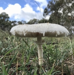 Chlorophyllum/Macrolepiota sp. (genus) at The Pinnacle - 3 Apr 2020 by annamacdonald