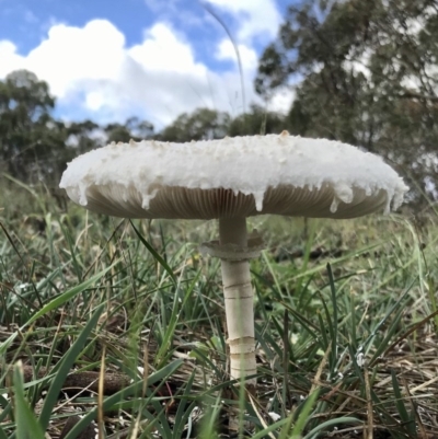 Chlorophyllum/Macrolepiota sp. (genus) at Hawker, ACT - 3 Apr 2020 by annamacdonald