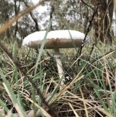 Chlorophyllum/Macrolepiota sp. (genus) at Hawker, ACT - 3 Apr 2020 by annamacdonald