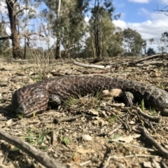Tiliqua rugosa (Shingleback Lizard) at Mulligans Flat - 5 Oct 2019 by annamacdonald