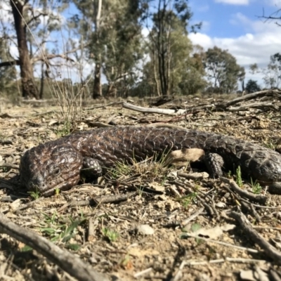 Tiliqua rugosa (Shingleback Lizard) at Forde, ACT - 5 Oct 2019 by annamacdonald