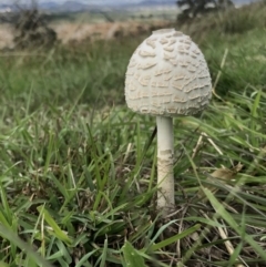 Chlorophyllum/Macrolepiota sp. (genus) at The Pinnacle - 9 Apr 2020 by annamacdonald