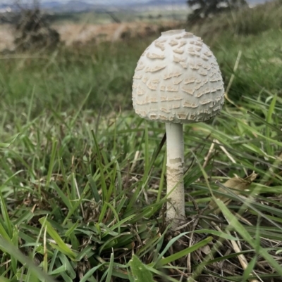 Chlorophyllum/Macrolepiota sp. (genus) at The Pinnacle - 9 Apr 2020 by annamacdonald