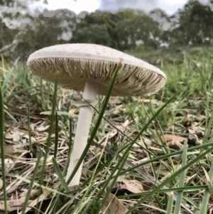 Chlorophyllum/Macrolepiota sp. (genus) at Holt, ACT - 9 Apr 2020 11:05 AM