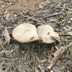 Unidentified Fungus at The Pinnacle - 9 Apr 2020 by annamacdonald