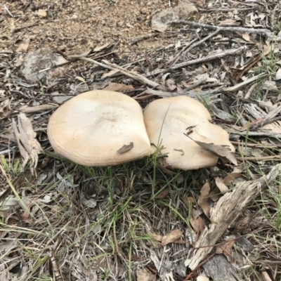 Unidentified Fungus at The Pinnacle - 9 Apr 2020 by annamacdonald