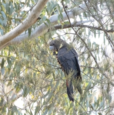 Calyptorhynchus lathami (Glossy Black-Cockatoo) at Penrose - 28 Aug 2020 by Aussiegall