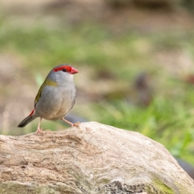Neochmia temporalis (Red-browed Finch) at Penrose, NSW - 25 Aug 2020 by Aussiegall