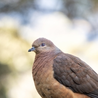 Macropygia phasianella (Brown Cuckoo-dove) at Penrose - 25 Aug 2020 by Aussiegall