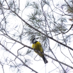 Pachycephala pectoralis (Golden Whistler) at Penrose - 17 Aug 2020 by Aussiegall