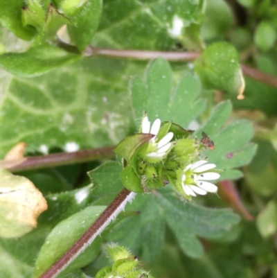 Stellaria media (Common Chickweed) at Majura, ACT - 27 Aug 2020 by JaneR