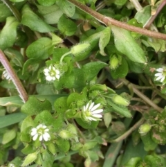 Stellaria media at Majura, ACT - 27 Aug 2020