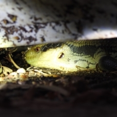 Tiliqua scincoides scincoides (Eastern Blue-tongue) at Lavington, NSW - 28 Dec 2018 by YumiCallaway