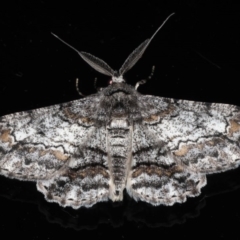 Cleora displicata (A Cleora Bark Moth) at Mossy Point, NSW - 28 Aug 2020 by jbromilow50