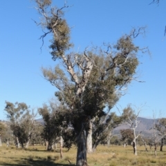 Eucalyptus blakelyi (Blakely's Red Gum) at Gordon, ACT - 28 Jun 2020 by MichaelBedingfield
