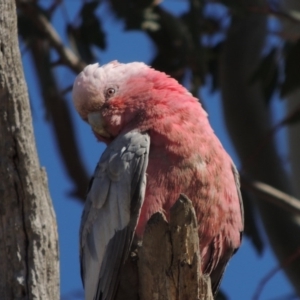 Eolophus roseicapilla at Gordon, ACT - 28 Jun 2020