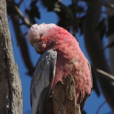 Eolophus roseicapilla (Galah) at Lanyon - northern section - 27 Jun 2020 by michaelb