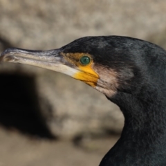 Phalacrocorax carbo (Great Cormorant) at Mossy Point, NSW - 28 Aug 2020 by jb2602