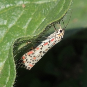 Utetheisa (genus) at Banks, ACT - 31 Mar 2020