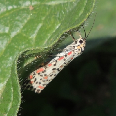 Utetheisa (genus) (A tiger moth) at Banks, ACT - 31 Mar 2020 by michaelb