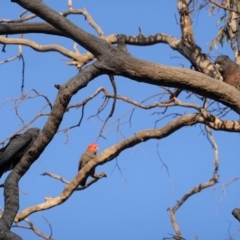 Callocephalon fimbriatum (Gang-gang Cockatoo) at Hughes, ACT - 28 Aug 2020 by JackyF