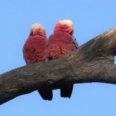 Eolophus roseicapilla (Galah) at Hughes, ACT - 28 Aug 2020 by JackyF