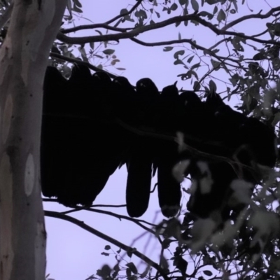 Corcorax melanorhamphos (White-winged Chough) at Deakin, ACT - 28 Aug 2020 by JackyF