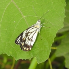 Belenois java (Caper White) at Splitters Creek, NSW - 29 Dec 2018 by YumiCallaway