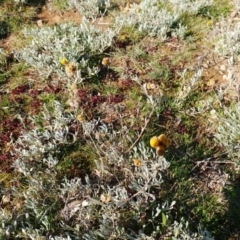 Chrysocephalum apiculatum (Common Everlasting) at Molonglo Valley, ACT - 28 Aug 2020 by sangio7