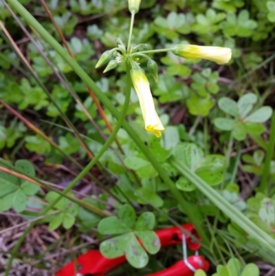 Oxalis pes-caprae (Soursob) at Bermagui, NSW - 1 May 2020 by Cyberswaggie