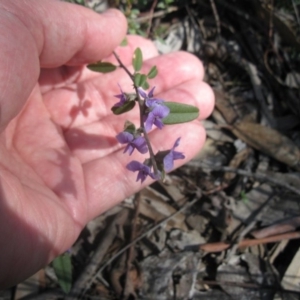 Hovea heterophylla at Aranda, ACT - 28 Aug 2020