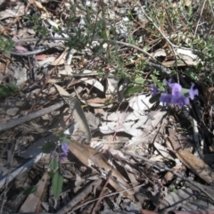 Hovea heterophylla at Aranda, ACT - 28 Aug 2020