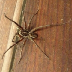 Tasmanicosa godeffroyi (Garden Wolf Spider) at Quaama, NSW - 28 Jan 2020 by Jackie Lambert