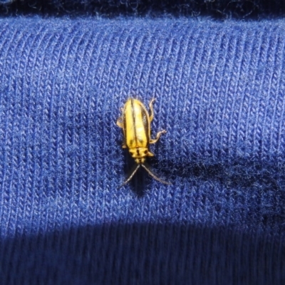 Xanthogaleruca luteola (Elm leaf beetle) at Albury, NSW - 28 Dec 2018 by YumiCallaway