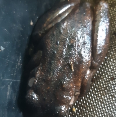 Litoria peronii (Peron's Tree Frog, Emerald Spotted Tree Frog) at Flynn, ACT - 29 Aug 2020 by Ernier