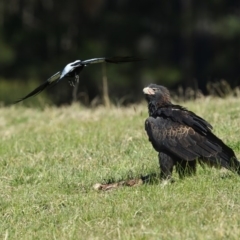 Aquila audax (Wedge-tailed Eagle) at Wapengo, NSW - 25 Aug 2020 by Leo